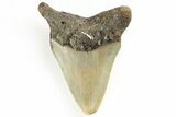 Fossil Megalodon Tooth - North Carolina #190937-1